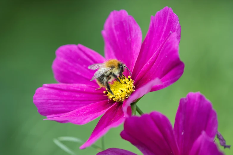 a bee sitting on top of a purple flower, cosmos exploration, istock, medium format, magenta