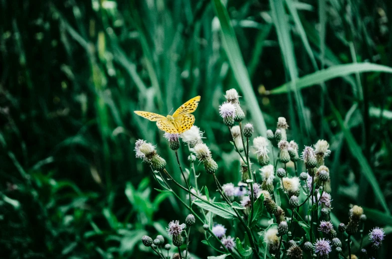 a yellow butterfly sitting on top of a purple flower, inspired by Elsa Bleda, unsplash, naturalism, sitting in a field of cannabis, photo of green river, photo taken on fujifilm superia, thistles