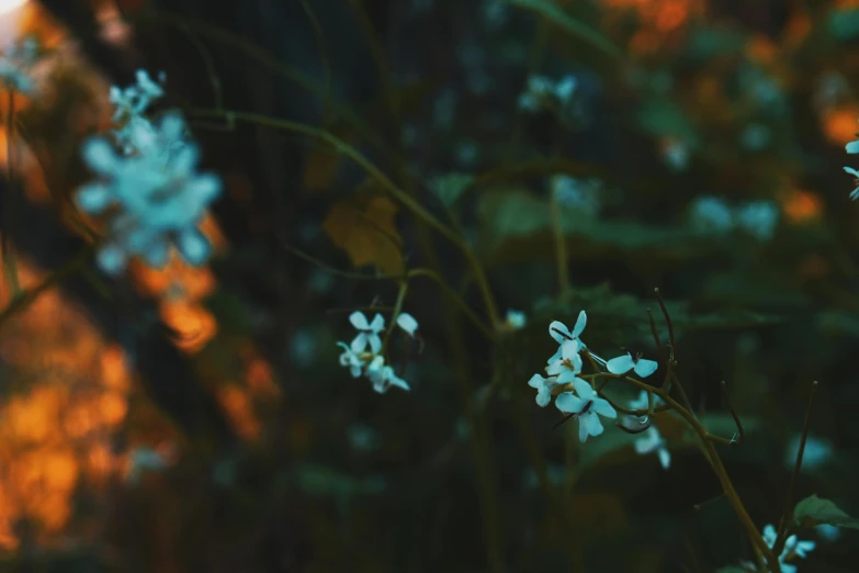 a group of white flowers sitting on top of a lush green field, inspired by Elsa Bleda, unsplash, aestheticism, blue fireflies, in a dark forest low light, overgrown with orchids, instagram photo