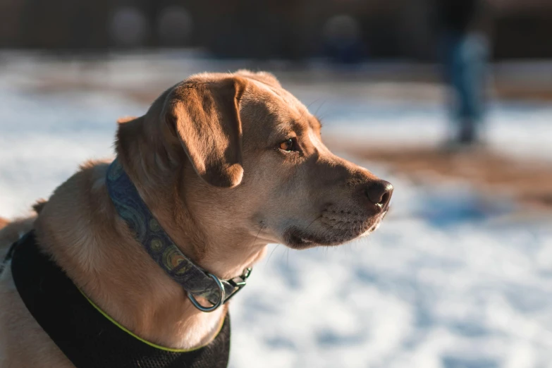 a dog that is standing in the snow, pexels contest winner, slightly defined jawline, on a sunny day, today\'s featured photograph 4k, brown