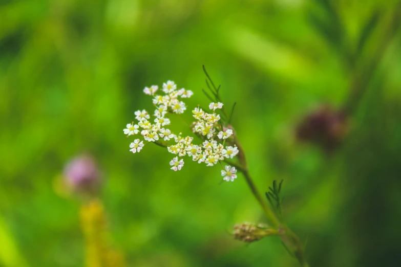 a small white flower sitting on top of a green field, unsplash, hurufiyya, verbena, fan favorite, multicoloured, herbs