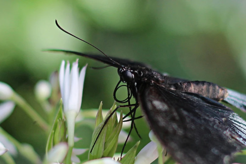 a close up of a butterfly on a flower, a macro photograph, by Carey Morris, hurufiyya, wild black hair, dof wide, black wings, low detail