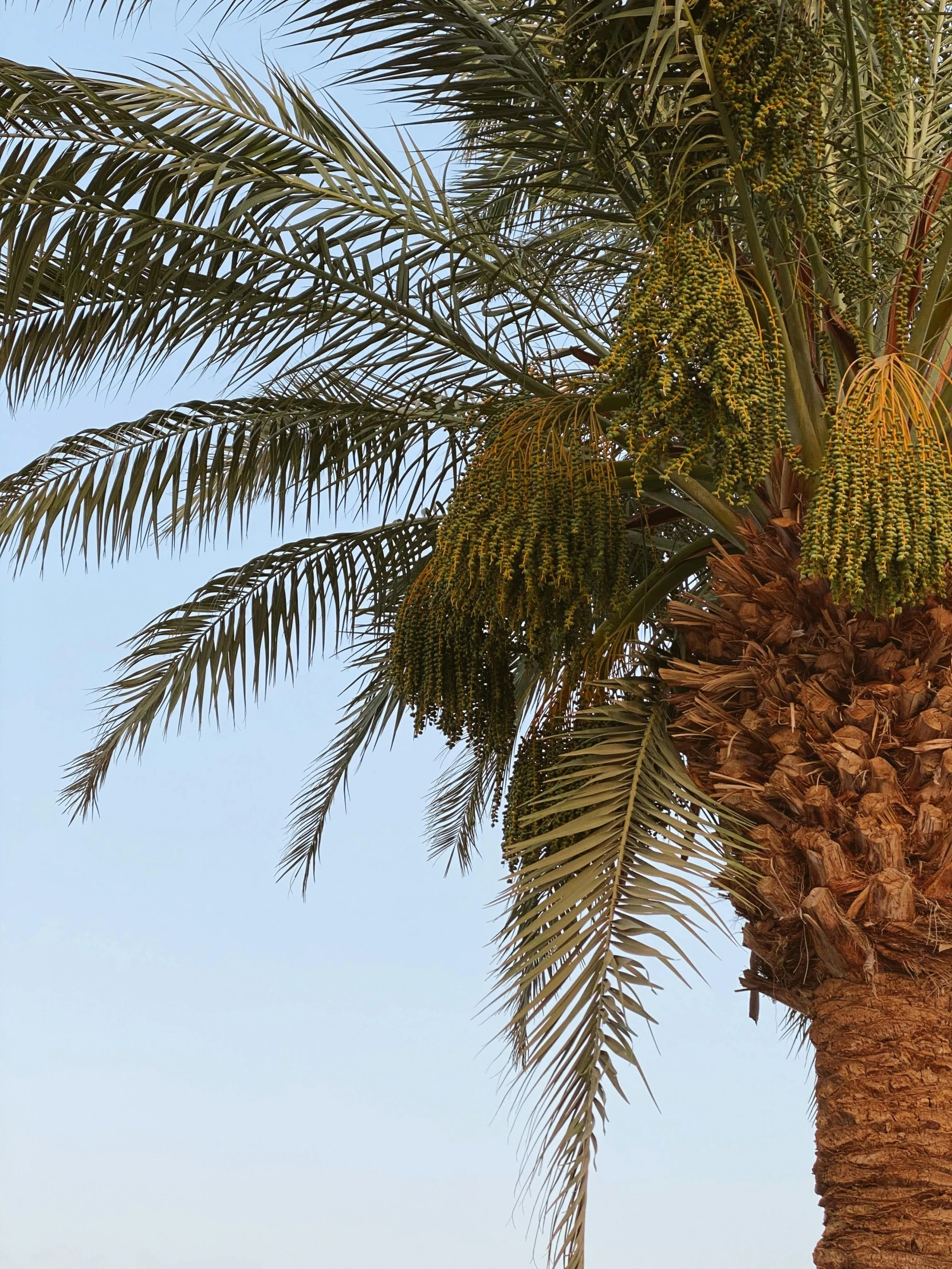 a palm tree with a blue sky in the background, arabic, no cropping, slightly tanned, next to a plant