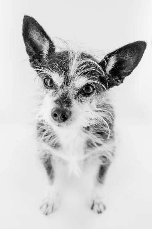 a black and white photo of a small dog, a black and white photo, inspired by Elke Vogelsang, pexels contest winner, a silver haired mad, scruffy looking, 'white background'!!!, beautiful cute