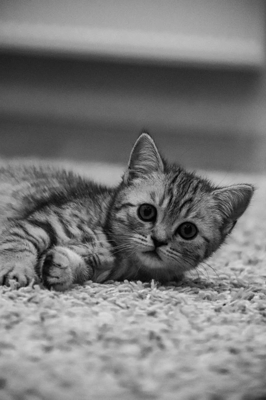 a black and white photo of a kitten, reddit, happening, lying on the ground, ███beautiful face███, sittin, slr