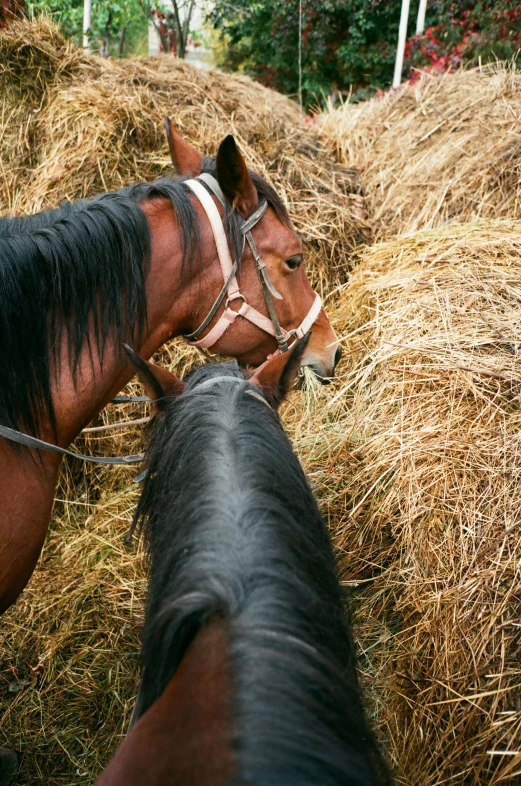 a couple of horses standing next to each other, by Jan Tengnagel, trending on unsplash, renaissance, mowing of the hay, high angle close up shot, 1960s color photograph, slide show