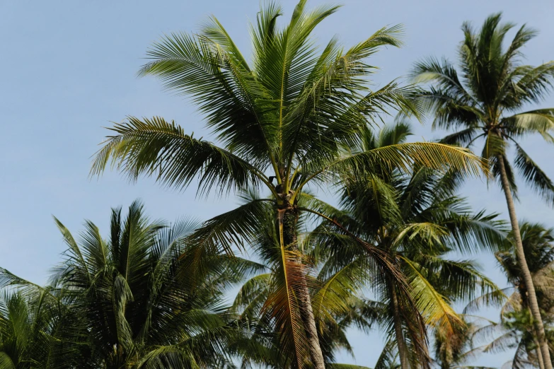 a group of palm trees against a blue sky, malayalis attacking, avatar image, less detailing, high quality image