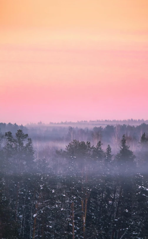 a forest filled with lots of trees covered in snow, by Grytė Pintukaitė, unsplash contest winner, light pink mist, sunset panorama, made of mist, swedish countryside