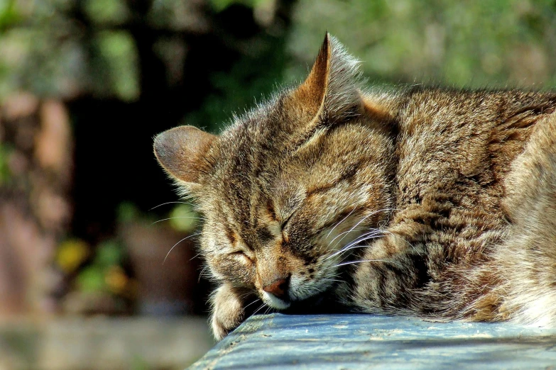 a cat is sleeping on top of a car, by Jan Tengnagel, pixabay contest winner, photorealism, tired face, in the sun, wet fur, a wooden
