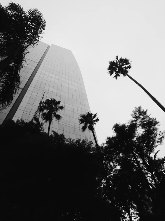 a tall building with palm trees in front of it, a black and white photo, by Adam Rex, mexico city, glass buildings, 9 4, tropical trees