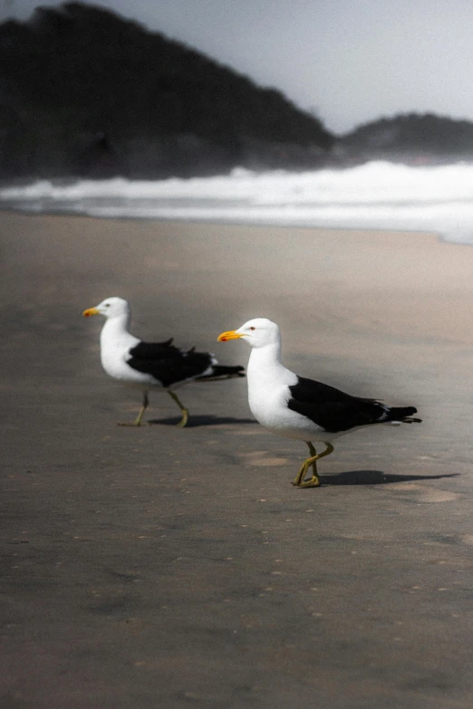 three seagulls walking on a beach next to the ocean, by Paul Bird, unsplash, photorealism, adult pair of twins, black sand, with a yellow beak, color photograph