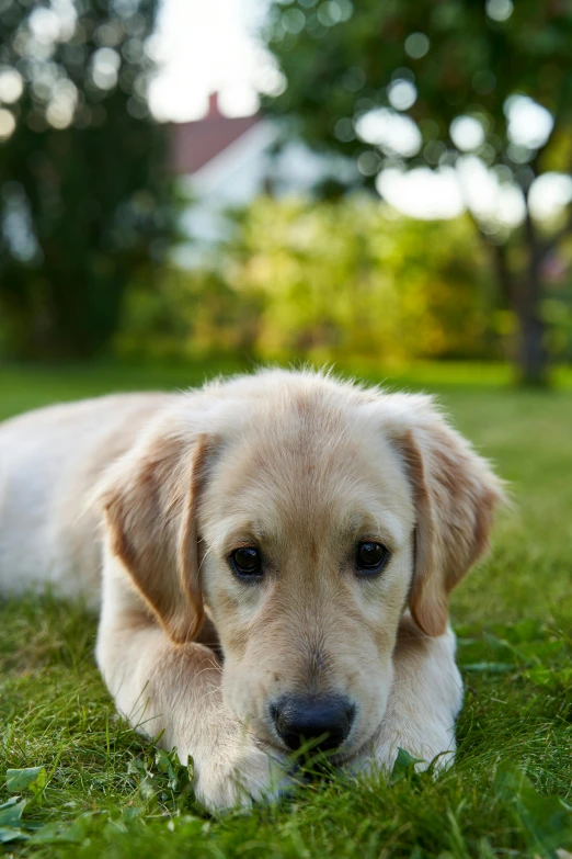 a close up of a dog laying in the grass, golden, looking smart, puppy, but very good looking”