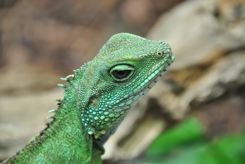 a green lizard sitting on top of a tree branch, pexels contest winner, dragon scales across hairline, avatar image, with a pointed chin, pet animal