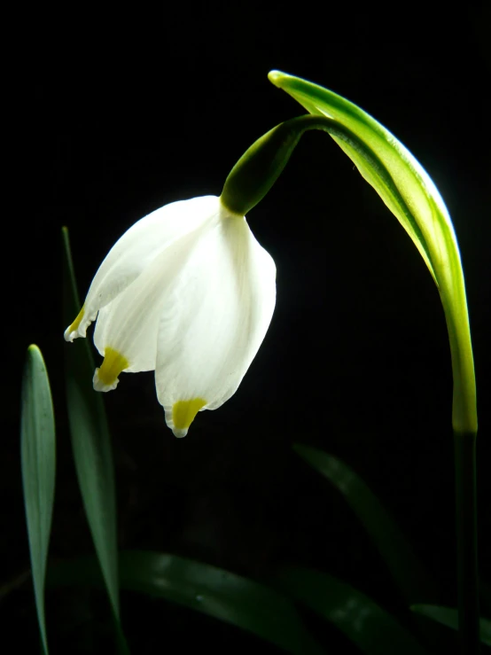 a close up of a flower on a black background, an album cover, inspired by Carpoforo Tencalla, unsplash, hurufiyya, snow glow, bells, indoors, with a long white