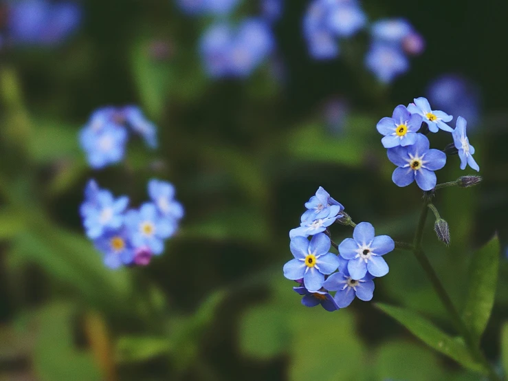 a close up of a bunch of blue flowers, pexels contest winner, instagram post, paul barson, brown, midsummer