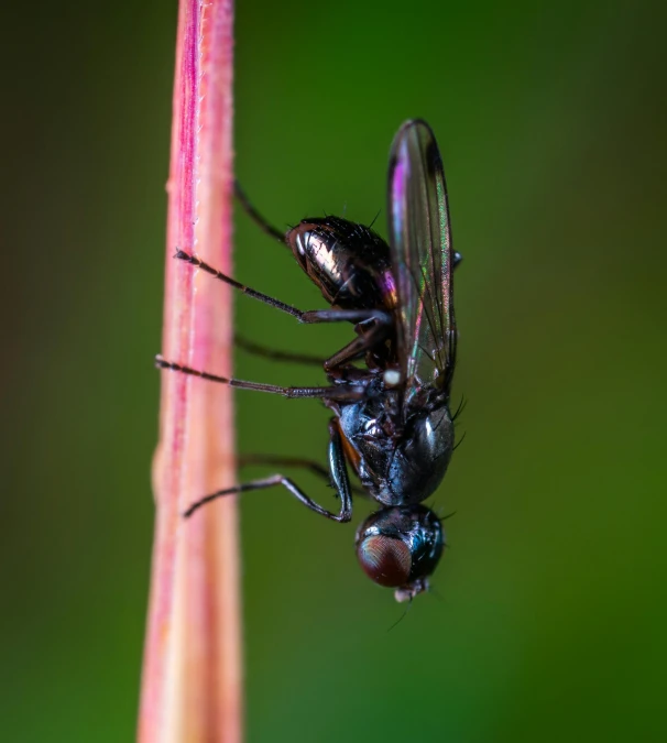 a close up of a fly on a plant, by Jan Rustem, pexels contest winner, hurufiyya, dripping black iridescent liquid, a tall, close full body shot, portrait of a small