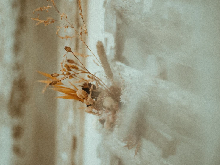 a close up of a plant sticking out of a wall, a macro photograph, inspired by Elsa Bleda, trending on pexels, made of dried flowers, sheer fabrics, with frozen flowers around her, ivory and copper