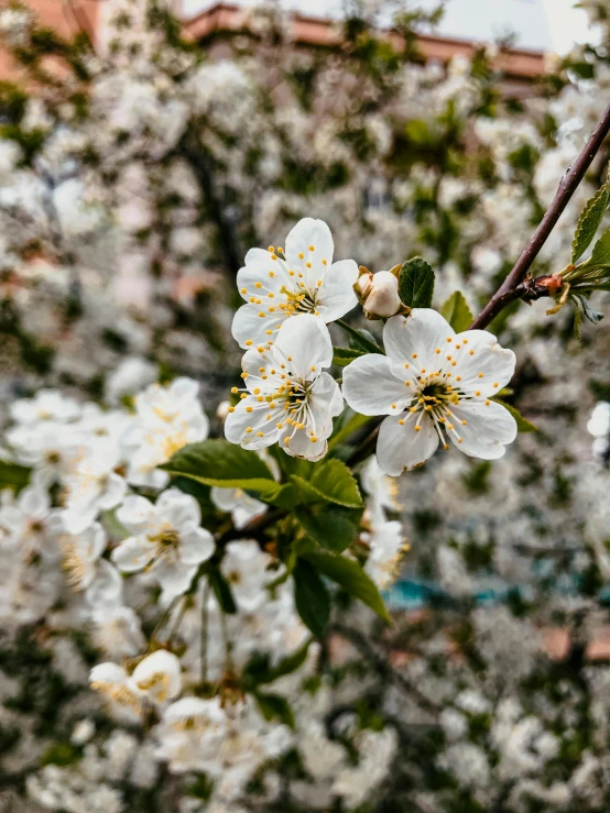 a tree with white flowers in front of a building, a picture, trending on unsplash, with fruit trees, profile image, ::, gold flaked flowers