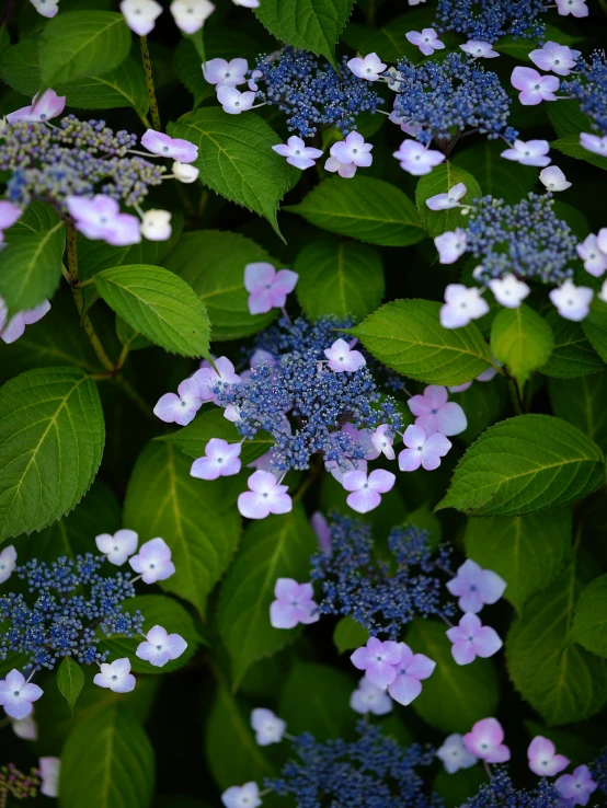 a bunch of purple and white flowers with green leaves, by Kaii Higashiyama, unsplash, blue and pink, shot on sony a 7, hydrangea, floral lacework