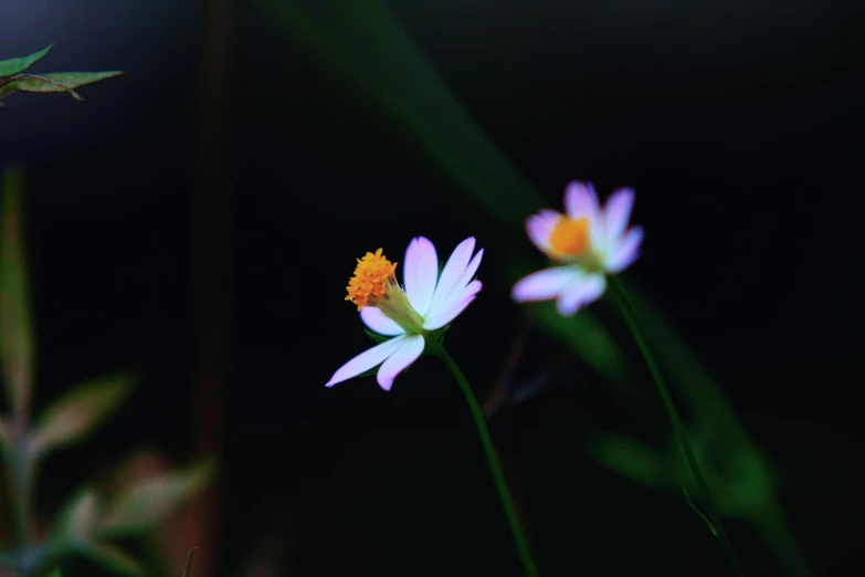 a couple of white flowers sitting next to each other, a macro photograph, unsplash, medium format, pink yellow flowers, 中 元 节, tiny fireflies glowing