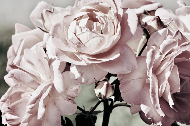 a bunch of pink roses in a vase, inspired by Annie Rose Laing, unsplash, detail shot, botanical herbarium paper, grey mist, highly polished