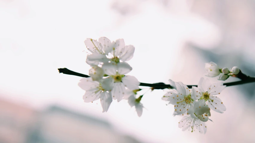 a close up of a flower on a tree branch, unsplash, background image, sakura flowers, 2000s photo, white hue