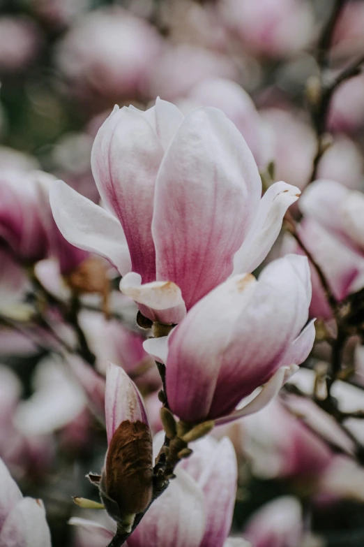 a close up of a flower on a tree, by Tom Bonson, trending on unsplash, magnolia goliath head ornaments, with a soft, dreamy soft, an old