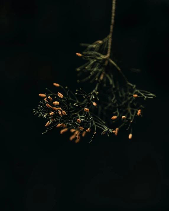 a close up of a plant on a black background, inspired by Elsa Bleda, swarming with insects, single pine, instagram photo, pods