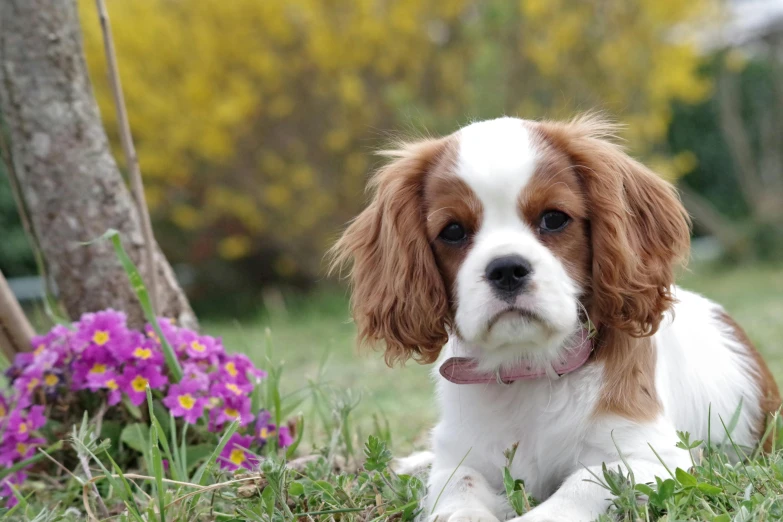 a brown and white dog laying in the grass, a portrait, by Emma Andijewska, pixabay contest winner, renaissance, sitting with flowers, cavalier king charles spaniel, !female, video