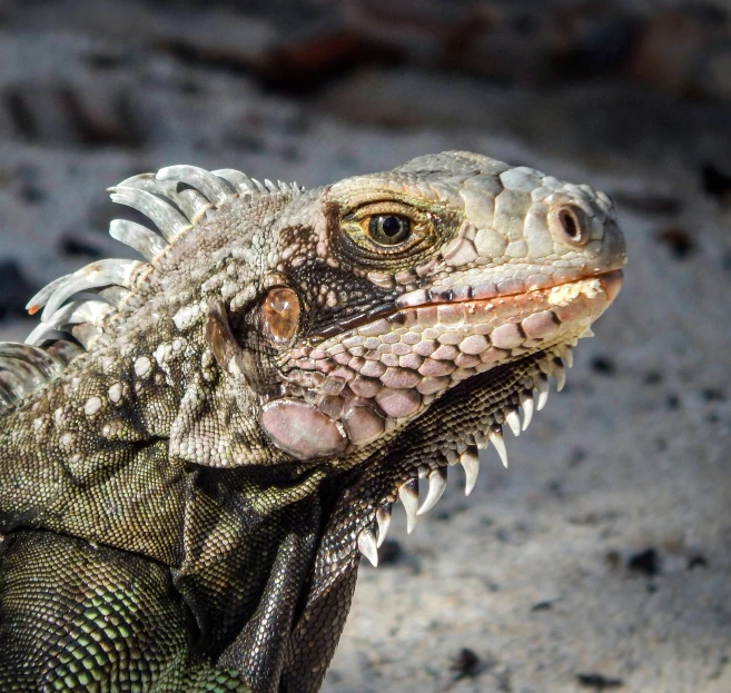 a close up of a lizard on the ground, pexels contest winner, photorealism, iguana, with a pointed chin, 🦩🪐🐞👩🏻🦳, smug look