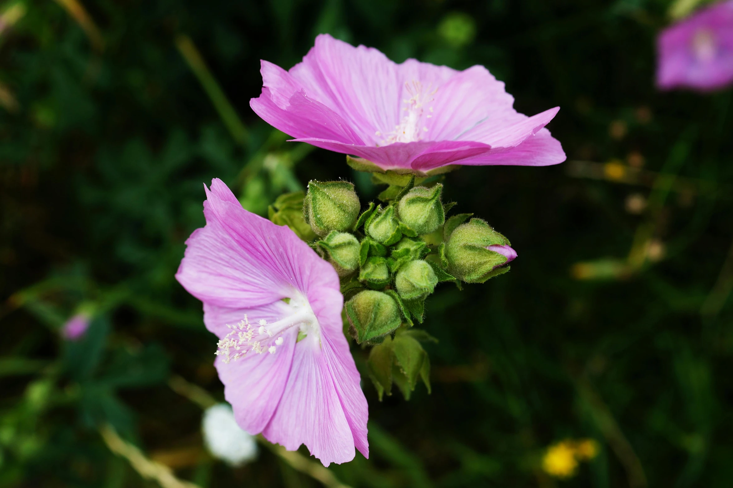 a couple of pink flowers sitting on top of a lush green field, a portrait, by Phyllis Ginger, unsplash, hurufiyya, hibiscus, light purple, seeds, medium close-up shot