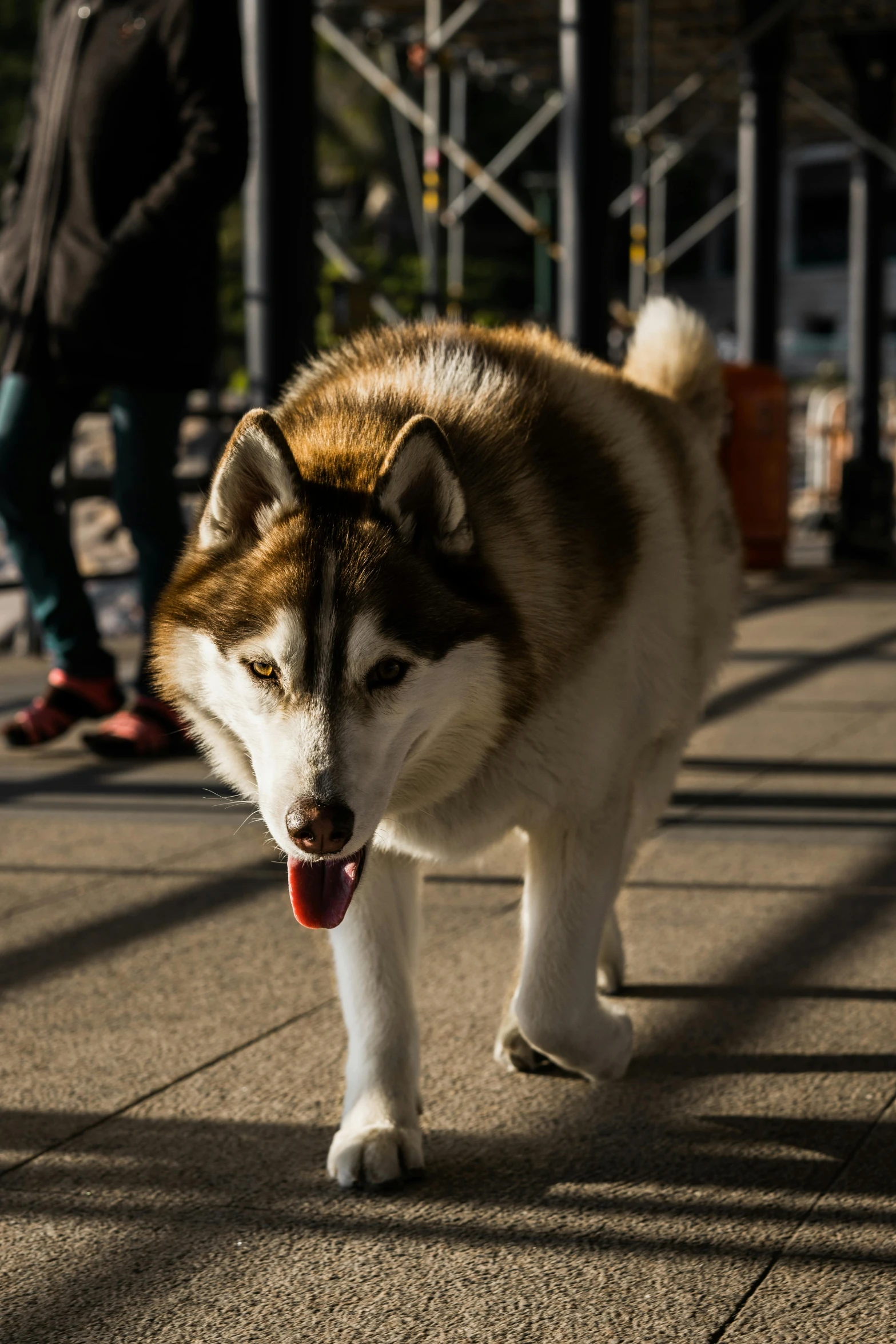 a brown and white dog walking on a sidewalk, inspired by Shiba Kōkan, unsplash, mingei, square, shiny silver, market, 8k 50mm iso 10