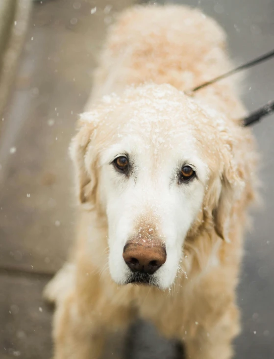 a close up of a dog on a leash, covered in white flour, light freckles, icy, slightly golden