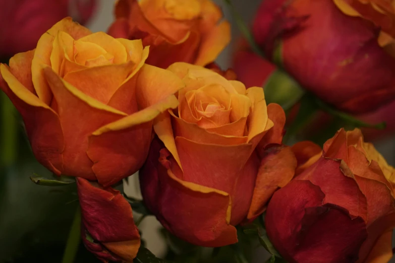 a close up of a bunch of orange roses, by Carey Morris, pexels, yellows and reddish black, slide show, pink and orange, half image