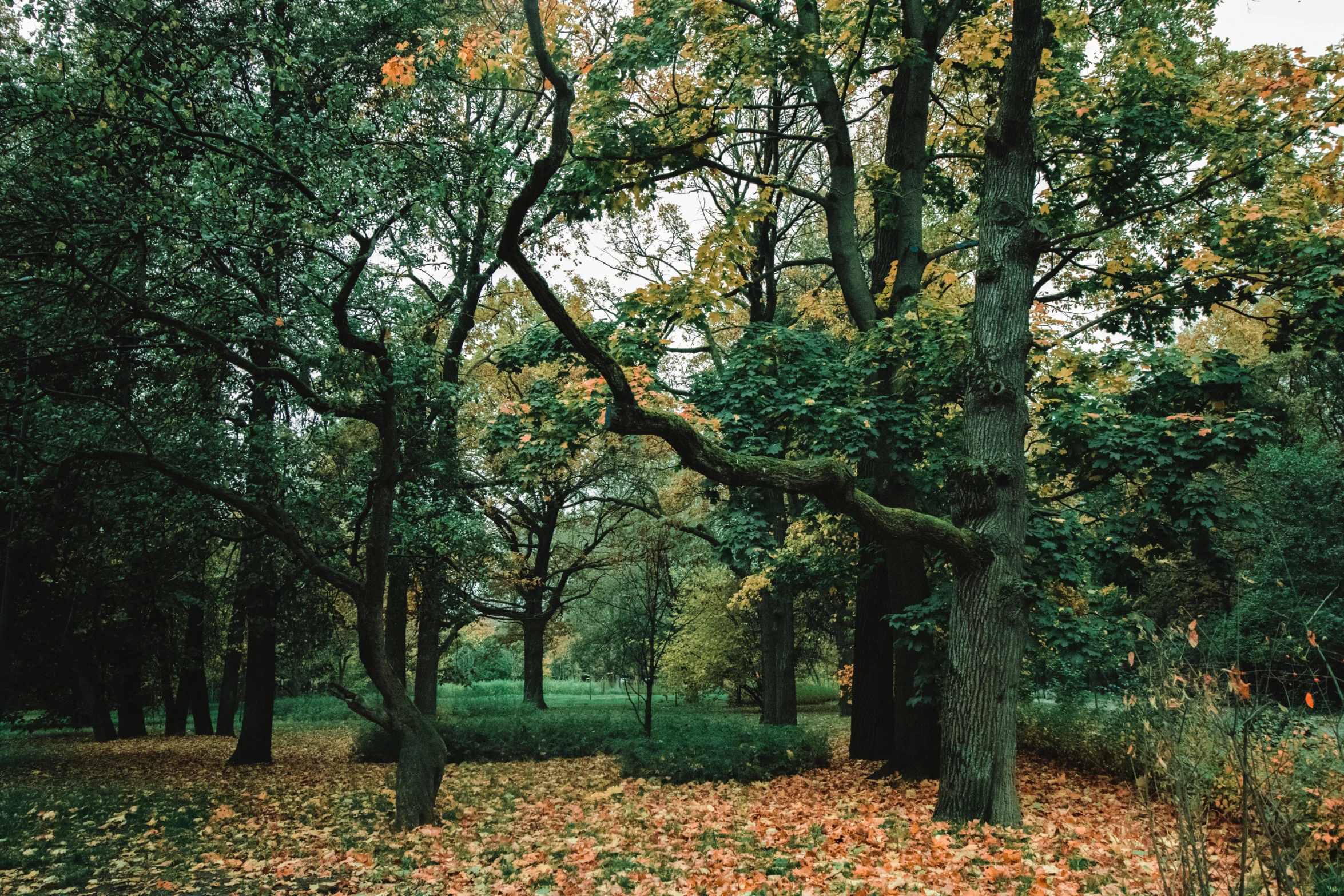 a park filled with lots of trees covered in leaves, by Emma Andijewska, unsplash, visual art, tall broad oaks, gemmy woud - binendijk, ((trees))