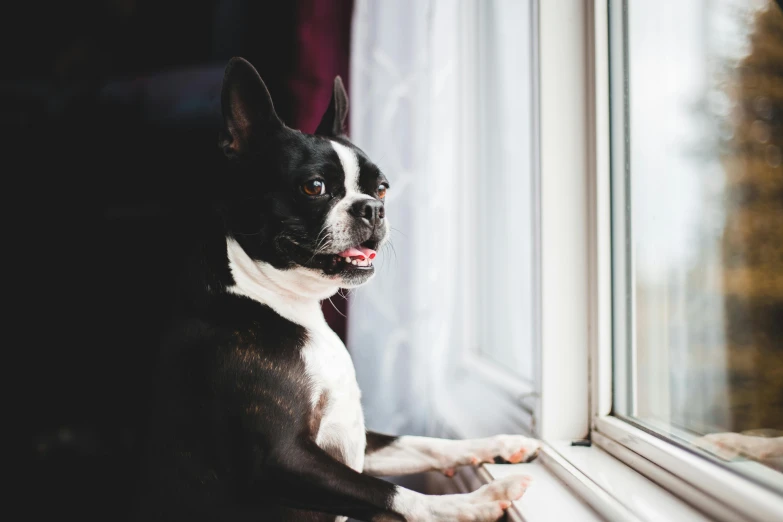 a black and white dog looking out a window, highly polished, at home, profile image, very excited