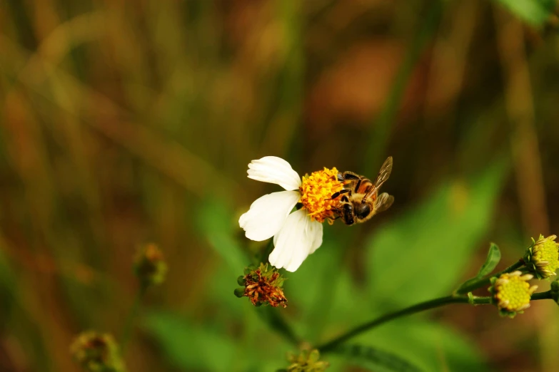 a bee sitting on top of a white flower, by Samuel Washington Weis, pexels contest winner, hurufiyya, gold flaked flowers, subtropical flowers and plants, slide show, brown