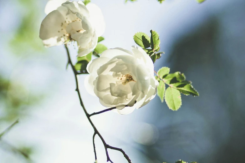 a couple of white flowers sitting on top of a tree, inspired by William Nicholson, unsplash, roses, pale blue, bright sunlight, botanical photo