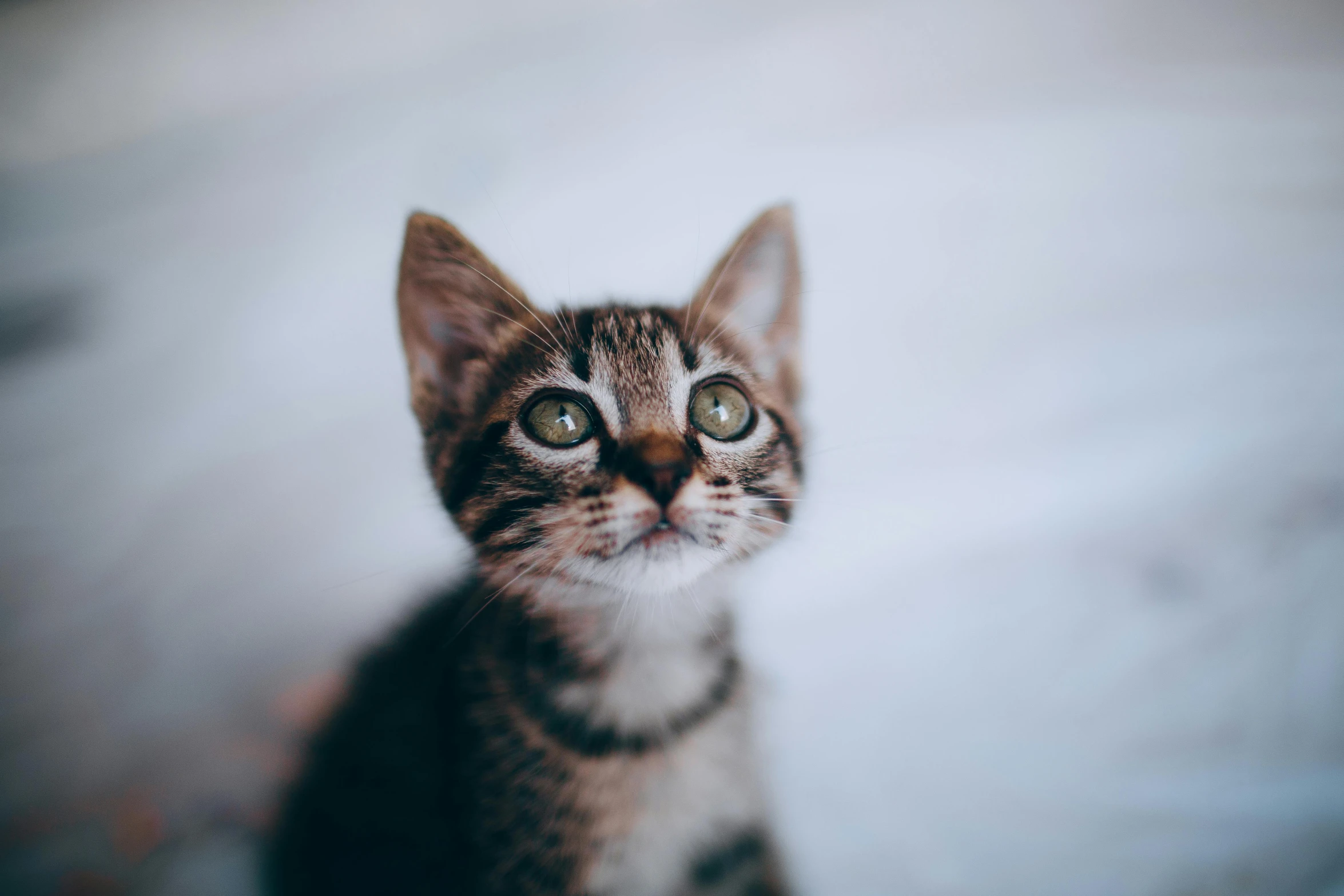 a close up of a cat looking at the camera, by Niko Henrichon, trending on unsplash, miniature kitten, small ears, with a white nose, high quality upload