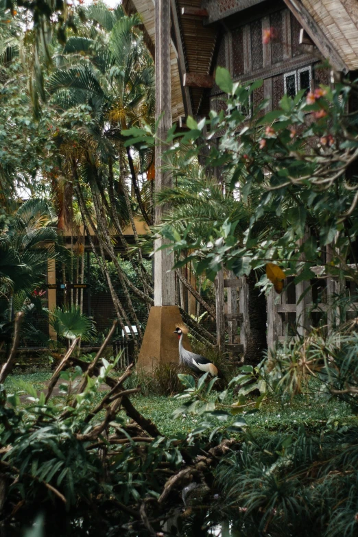 a couple of birds standing on top of a lush green field, a screenshot, inspired by Thomas Struth, unsplash, sumatraism, against a winter garden, tropical wood, an abandonded courtyard, puerto rico