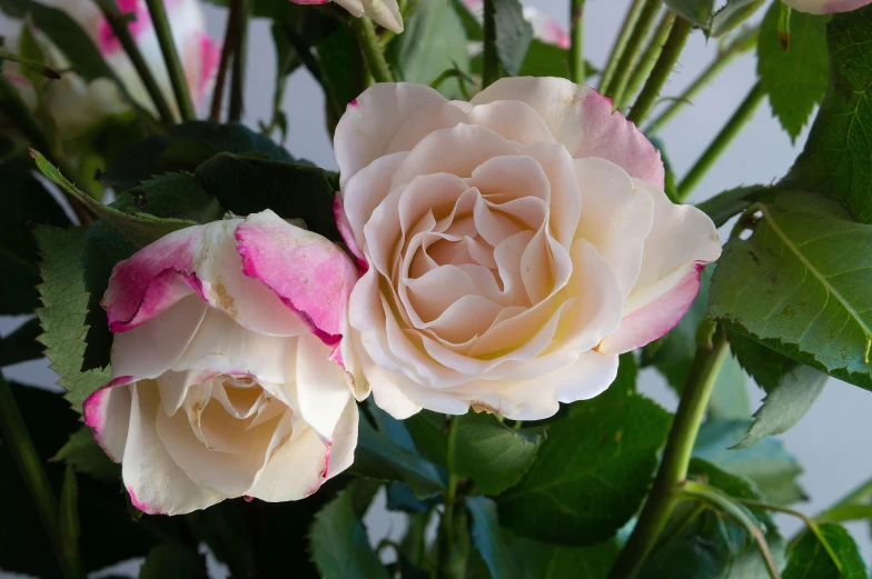 a bunch of pink and white roses in a vase, inspired by Annie Rose Laing, up-close, cream, award - winning, multicoloured