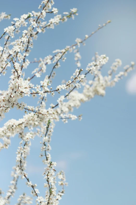 a tree with white flowers against a blue sky, by David Simpson, trending on unsplash, medium format. soft light, pollen, canvas print