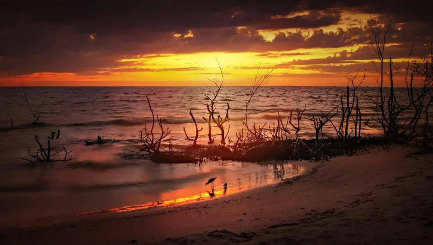 a couple of birds standing on top of a sandy beach, by Gwen Barnard, pexels contest winner, romanticism, mangrove trees, refracted sunset, “ iron bark, sunken