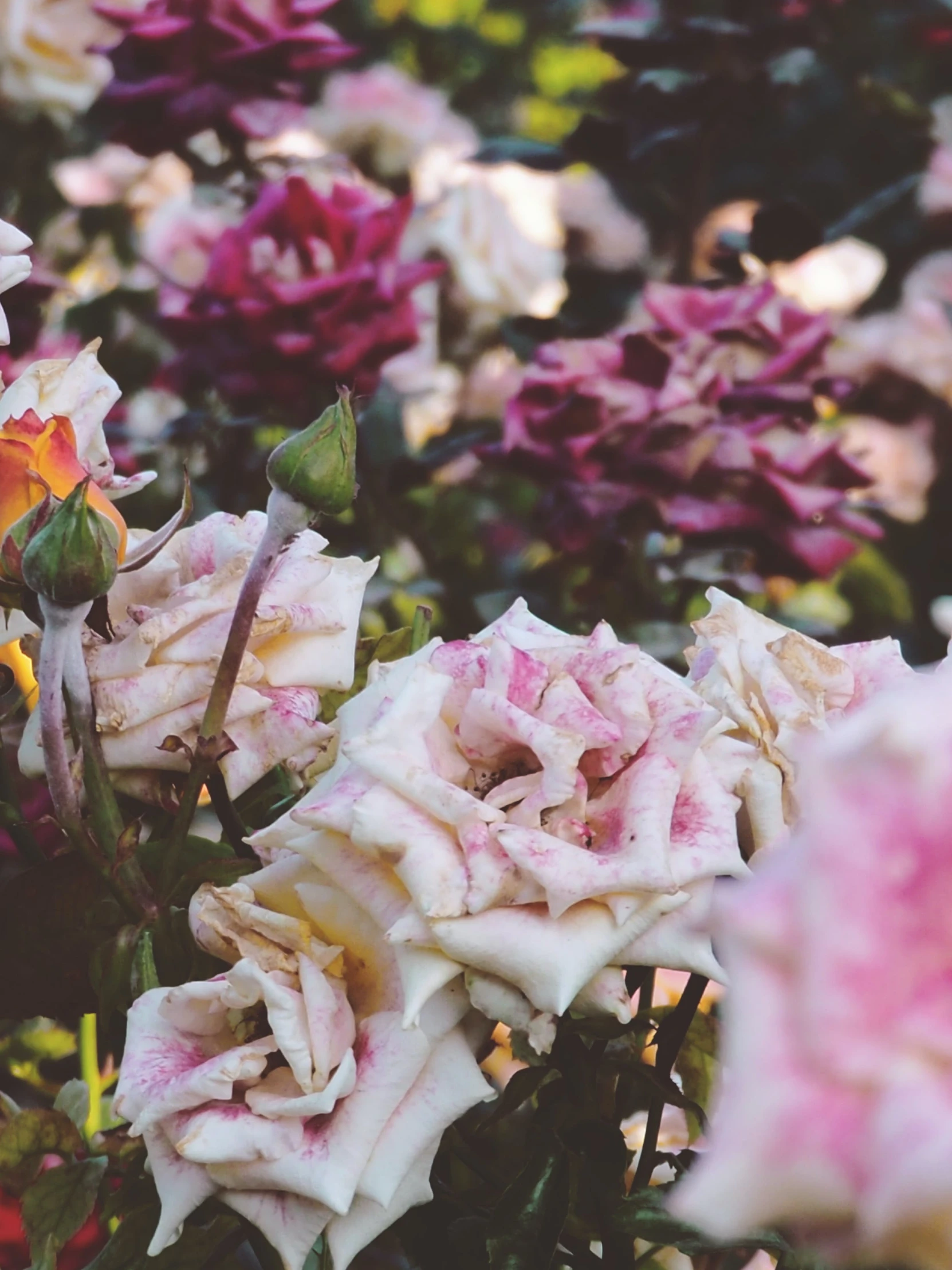 a bunch of pink and white roses in a field, inspired by Elsa Bleda, trending on unsplash, loosely cropped, low quality photo, battered, made of flowers