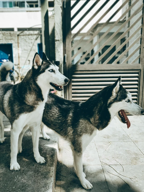 a couple of dogs standing next to each other, pexels contest winner, husky dog, trending on vsco, zoo, low quality photo