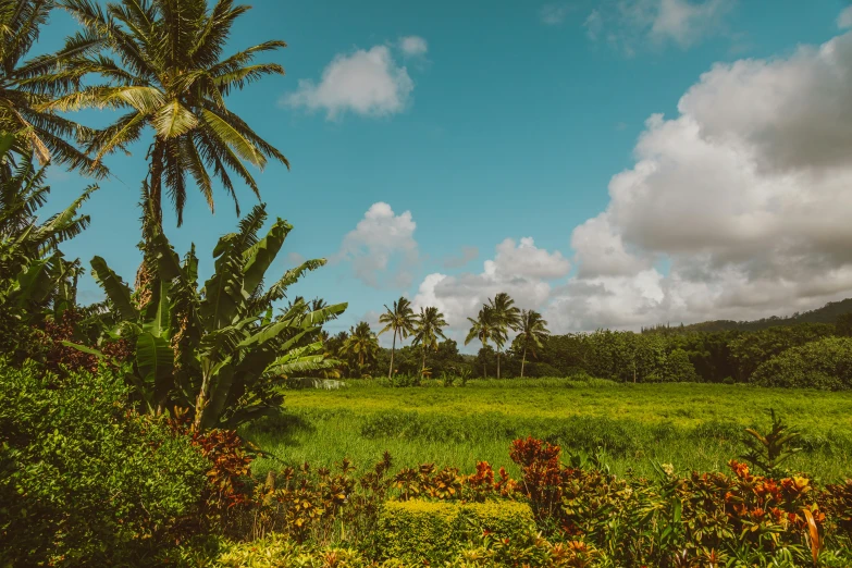 a lush green field with palm trees in the background, by Jessie Algie, unsplash, hurufiyya, polynesian style, background image, multiple stories, exterior shot