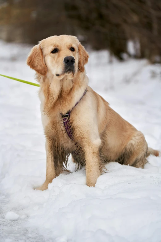 a dog that is sitting in the snow, slightly golden, looking confident, olive, 1 male