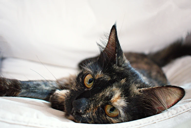 a close up of a cat laying on a couch, by Julia Pishtar, unsplash, renaissance, on a white table, black, calico cat, bedhead