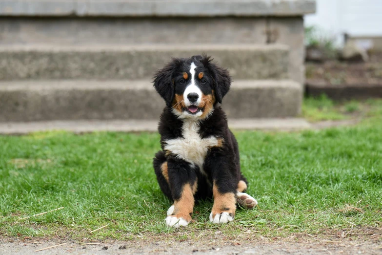 a dog that is sitting in the grass, posing for a picture