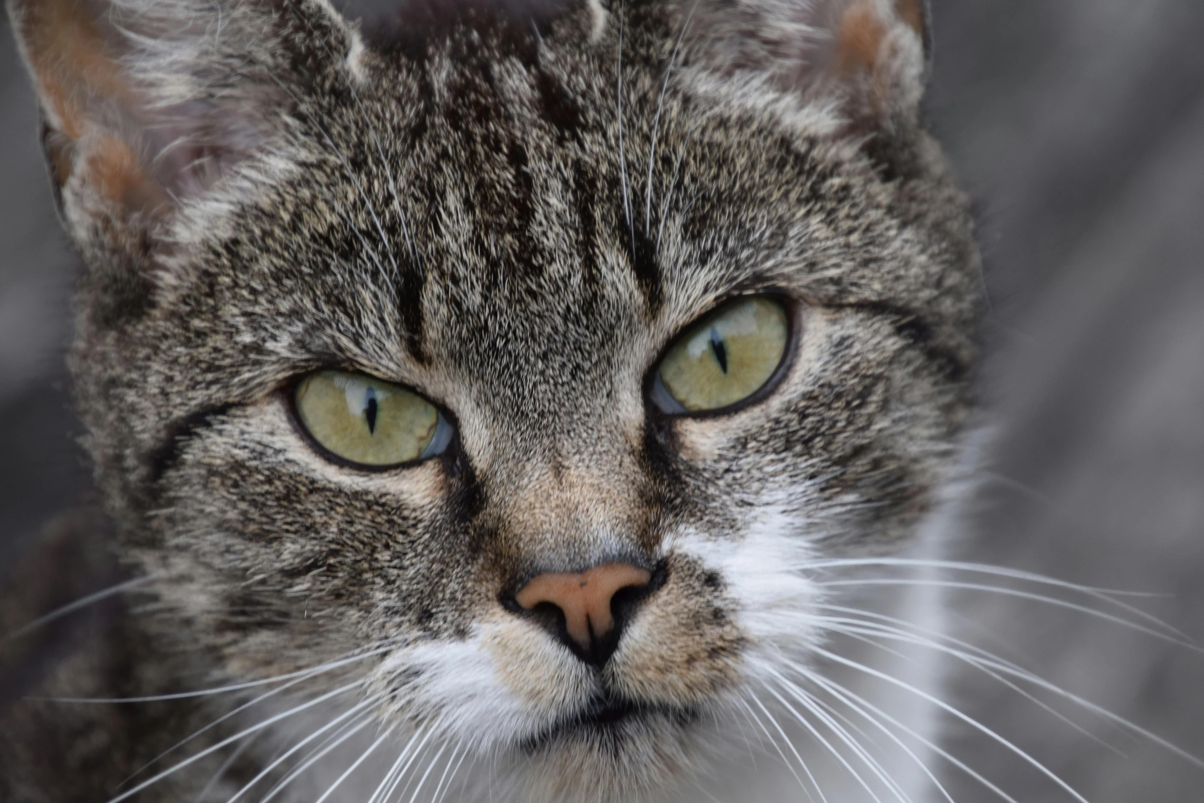 a close up of a cat with green eyes, by Terese Nielsen, pexels contest winner, grey, annoyed, with a white muzzle, outdoor photo